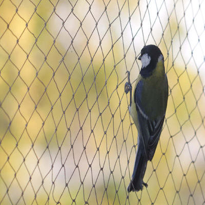 Bird Safety Nets