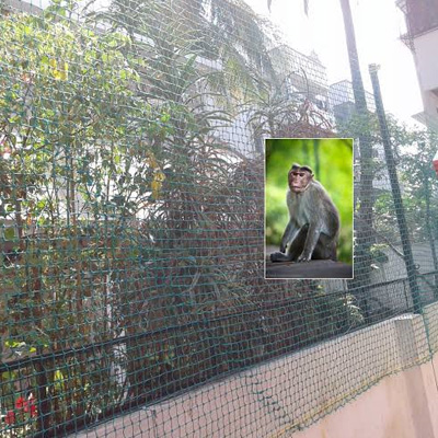 Monkey Nets