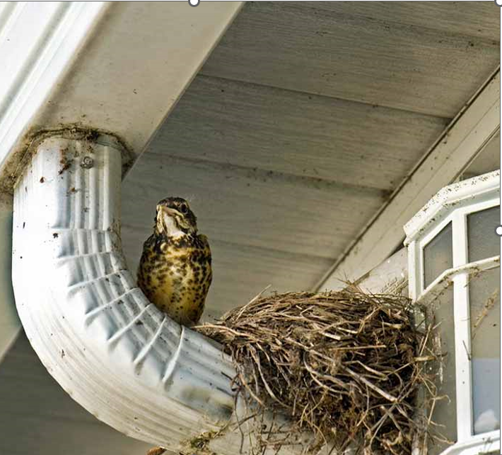 Anti Bird Nest