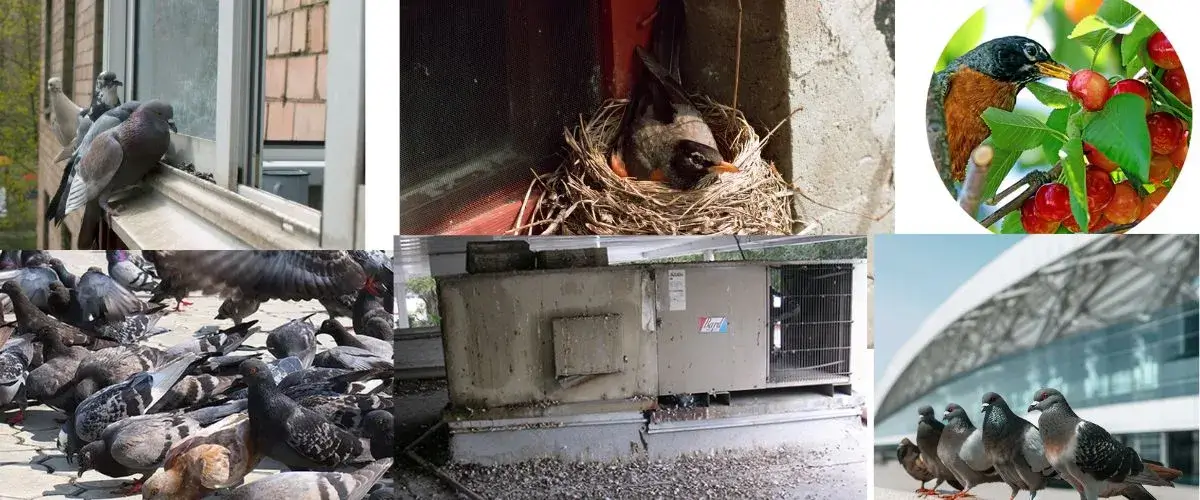 anti bird nets