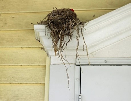 Bird Nest