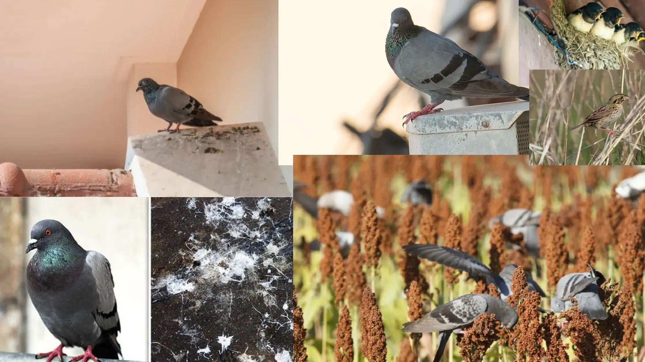 bird protection nets chennai