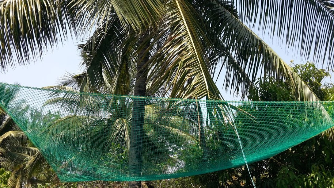 Coconut Tree Safety Nets
