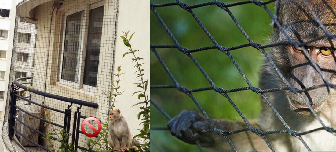 Monkey Safety Nets