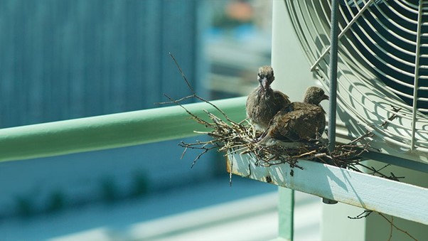 Nest in A/C outdoor unit