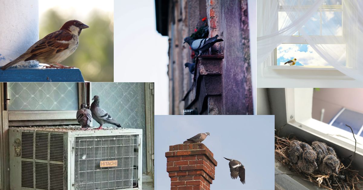 pigeon issues
